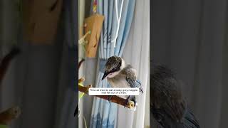 a baby bird rescuedrare rareitem veryrare cat birds japan america russia germany turkey [upl. by Oilerua]