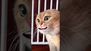 CAT KANNADA FUNNY VIDEO  CAT TALKING KANNADA MEME  cat kannada funny meme shortfeed catlover [upl. by Jorry]