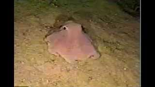 Cephalopod video Opisthoteuthis agassizii [upl. by Eniamreg885]