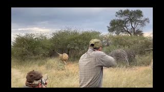 Male Lion Charge Dangerous Game Hunting [upl. by Annairol]