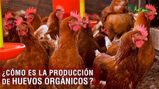 Cómo es la producción de huevos orgánicos  TvAgro por Juan Gonzalo Angel Restrepo [upl. by Meryl320]