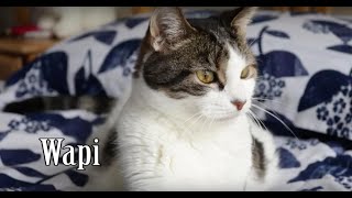 Wapi  Être famille daccueil pour un chat Ou le parrainer au Réseau Secours Animal [upl. by Jerman]