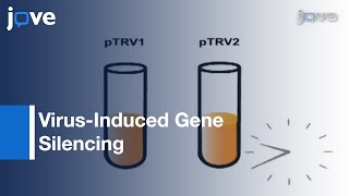 VirusInduced Gene Silencing VIGS Nicotiana benthamiana amp Tomato [upl. by Yajet270]