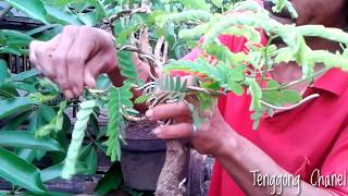 quotbelajar ranting bonsai asemquotBLITAR [upl. by Lazes]