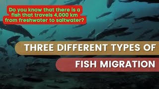 Three Different Types of Fish Migration [upl. by Akinam]