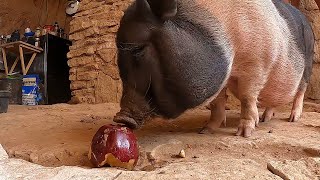 Pig chomping down on apple is strangely satisfying Shorts [upl. by Nylorac88]