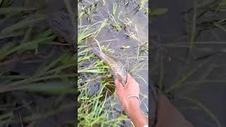 sawal machali ko Pani me chodte hue Part25🤠😎 fishing [upl. by Maggi936]