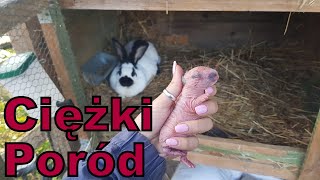 Ciężki poród królicy 🐇🙉 [upl. by Drareg81]