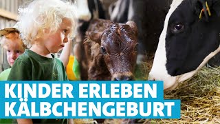 Bei Kälbchengeburt live dabei So hautnah erleben Kindergartenkinder einen Bauernhof [upl. by Ebeneser172]