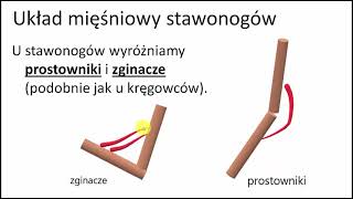 Układ mięśniowy stawonogów  Stawonogi  KOREPETYCJE z BIOLOGII – 340 [upl. by Mohun]