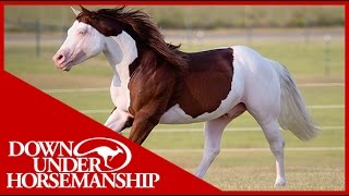 Clinton Anderson Presents Titan a Legend in the Making Part 3  Downunder Horsemanship [upl. by Serle]