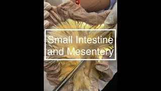 Small Intestine and Mesentery Dissection [upl. by Aicercal285]