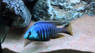 Placidochromis sp Jalo Reef [upl. by Ecnarolf]