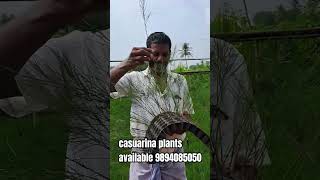 casuarina plants available casuarina tree9894085050 [upl. by Ardnuaed]