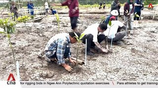 Over 15ha of mangroves planted under Temasek Foundations efforts in Indonesia [upl. by Nirroc885]