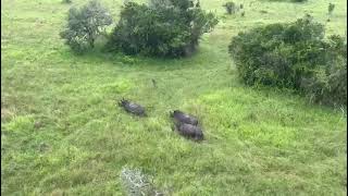 Rhino Tracking in Akagera National Park in Rwanda [upl. by Avalsorim]