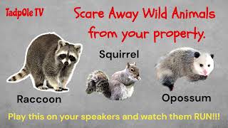 Scare Away Wild Animals From Your Property ANNOYING LOUD SOUNDS [upl. by Weisbrodt298]