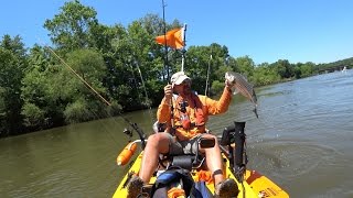 Kayak Fishing for Striped Bass  Rockfish in a Perception Pescador Pilot 12 in 4K Weldon NC [upl. by Wendolyn]