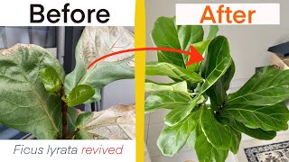 GARDENING  Save your ficus lyrata fiddle leaf fig and stimulate branching [upl. by Dionis736]