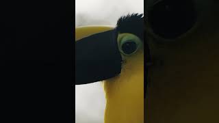 5 Things You Didnt Know About Toucans toucanbird toucans factshorts factsyoudidntknow [upl. by Chrisse]