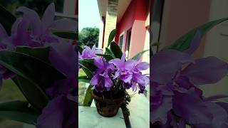 Wild Orchid❤️❤️ catellya orchid shortsvideo flowers [upl. by Lanrev633]