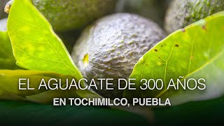 Primera Feria del aguacate en Tochimilco con árbol de 300 años [upl. by Nolava620]