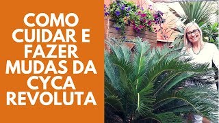 Como cuidar da palmeira Cyca Revoluta  Flávia Kremer [upl. by Leggat]