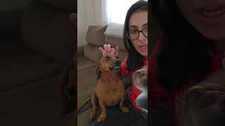 Un chica cantando con una gitadra una cancion con su perro lagra cantando una cancion [upl. by Vincelette]