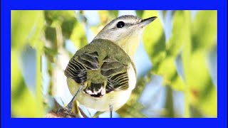 Philadelphia Vireo Singing Calling Chirping Vireo De Filadelfia Canto  Vireo Philadelphicus [upl. by Ahsiek304]