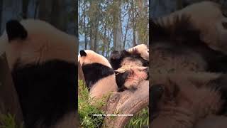 The twin sisters are leisurely todayThe 25th Hour424 panda twins cute funny funnyvideo [upl. by Nuavahs]