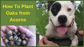 How to Plant Oak Trees from Acorns [upl. by Mill]