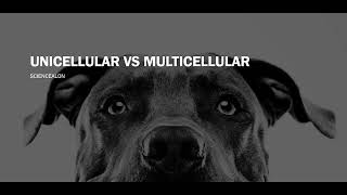 CELL BIOLOGY Unicellular VS Multicellular [upl. by Eirroc]