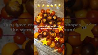 Healthy Snacks  Indigo Rose Tomatoes  Exotic Appearance healthysnacks healthyeating gardening [upl. by Ytsur959]