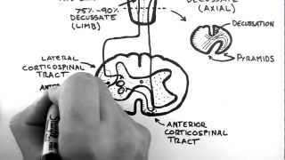 Spinal Pathways 4  Corticospinal Tract [upl. by Griffin105]