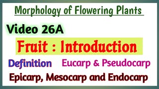 Fruits Introduction  Introduction to Fruit  Morphology of Flowering Plants  Parts of Fruit [upl. by Hailey862]