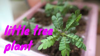 Grow biophytum sensitivum from seed  Little Tree Plant [upl. by Haisej993]