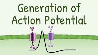 Generation of Action Potential  How Action Potential is Generated in neurons muscles etc [upl. by Race]