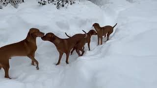 Vizslas playing in the snow [upl. by Ellerahc]