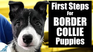 Border Collie Puppy Training  10 Skills To TEACH FIRST [upl. by Egrog]