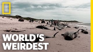 Beached Whales  Worlds Weirdest [upl. by Deevan]