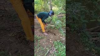 farming bhindi seeds [upl. by Sitarski]