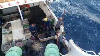 longline fishing vessel [upl. by Remsen]