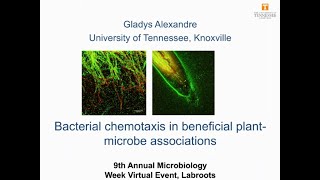 Bacterial Chemotaxis in Beneficial PlantMicrobe Associations [upl. by Renrew]