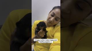 Rottweiler Puppies Ab Bade Ho Gaye Hain shorts rottweiler dog bubzee namitaology youtubeshorts [upl. by Liartnod682]