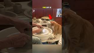 Cat is lending a paw in the newest pottery project😅 shortvideo cat shorts [upl. by Malkin781]