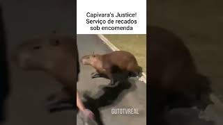 CAPIVARA LANÇA A BRABA kkkk [upl. by Aicemat352]