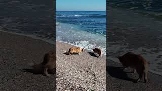 corgi Puppies On The Autumn Beach [upl. by Llerol]