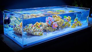 Shallow Reef Tank Update and Coral and Fish Unboxing Month One [upl. by Ainnek]