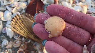 Sanibel Island Florida  Shelling in February on Vacation [upl. by Kcaj859]