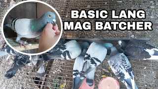 TIPS PARA BATCHER AGAD KALAPATI MO  MABILIS NA PAGSANAY SA YOUNG BIRD [upl. by Syl759]